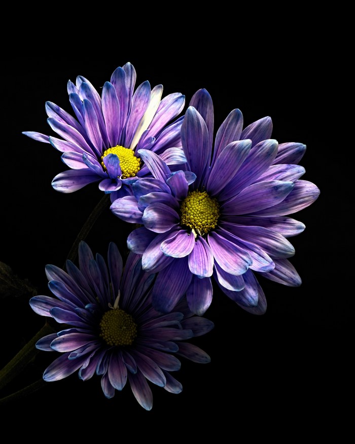 Three purple chrysanthemums on a black background