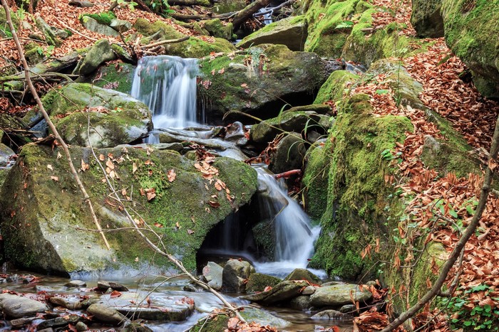 Mossy rocks and fallen leaves beside a forest stream