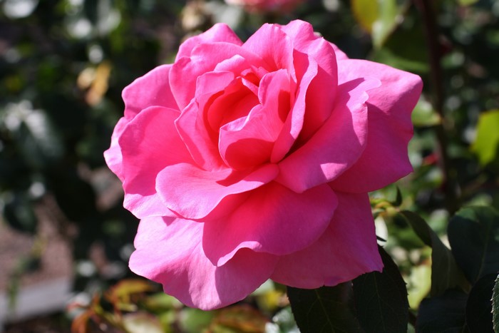 4K Pink Rose Closeup