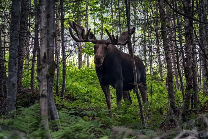 Moose standing in a dense forest