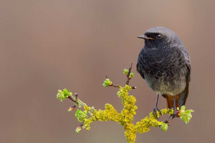 Black redstart bird perched on a lichen-covered branch