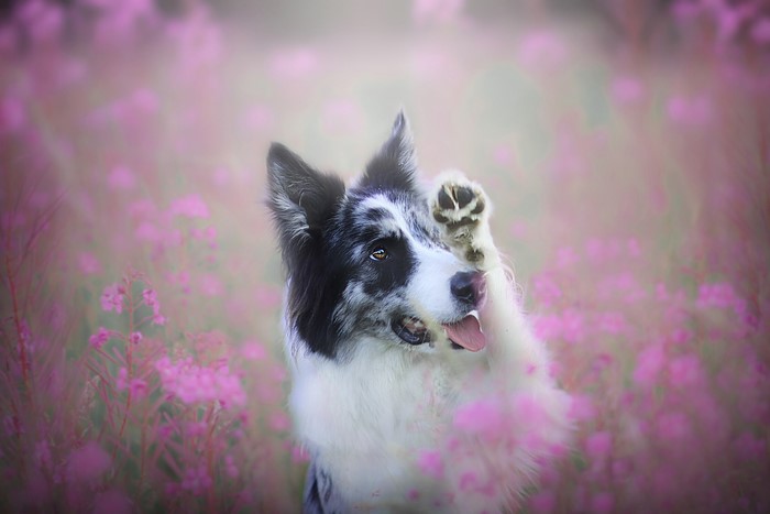 Border Collie dog raising paw in field of pink flowers
