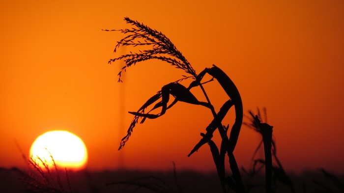 Sunset Silhouette of Corn Stalks
