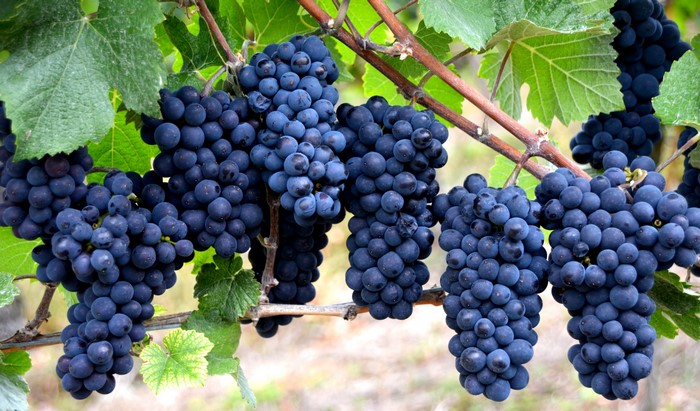 Blue Grapes on Branches