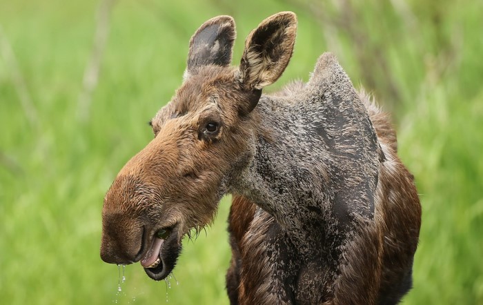 Moose head with mouth open