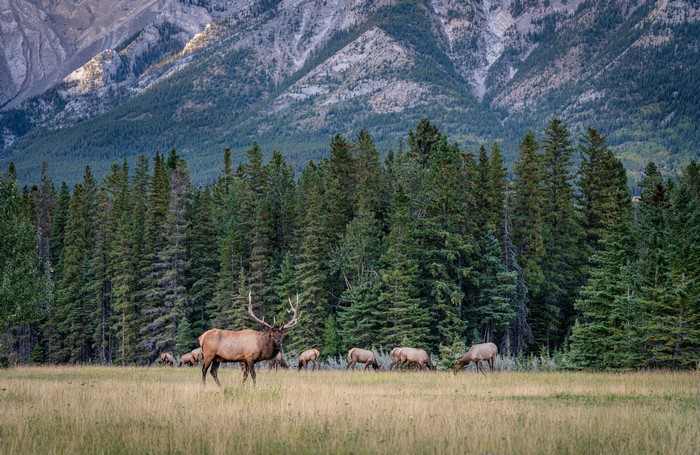 Elk herd in Banff National Park, Canada