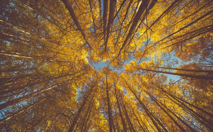 Looking up through golden aspen trees in autumn