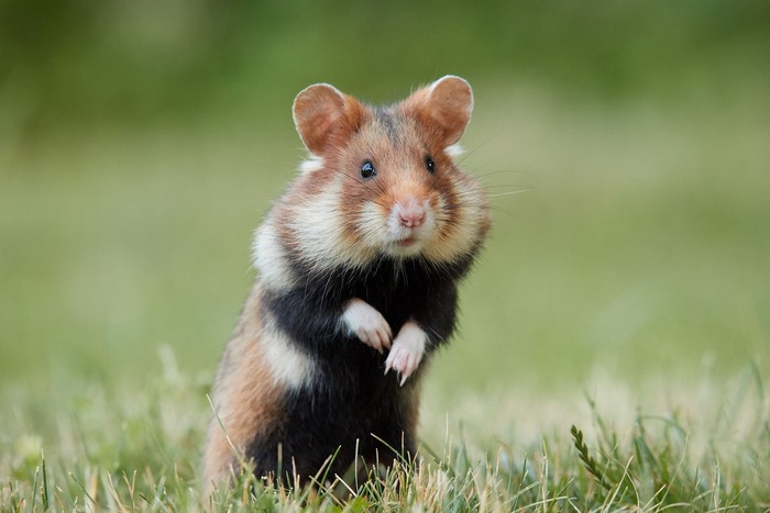 European hamster standing in grass