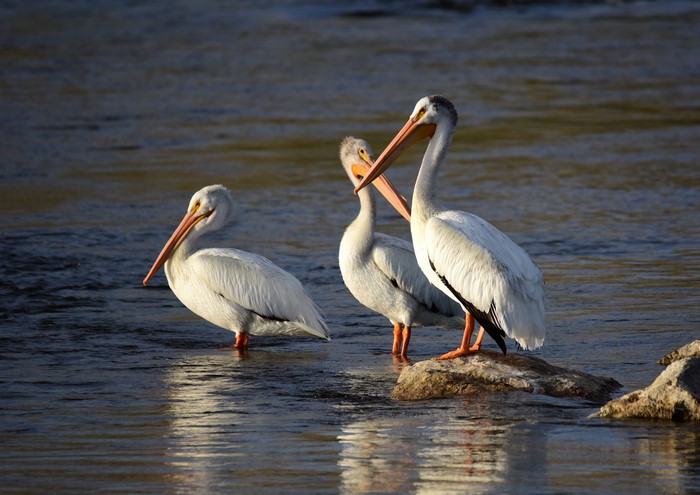 Three American White Pelicans in Water