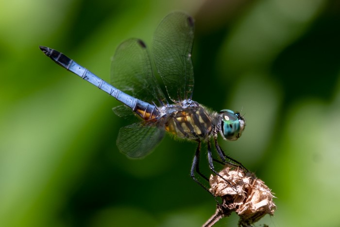 Dragonfly perched on a dry plant stem