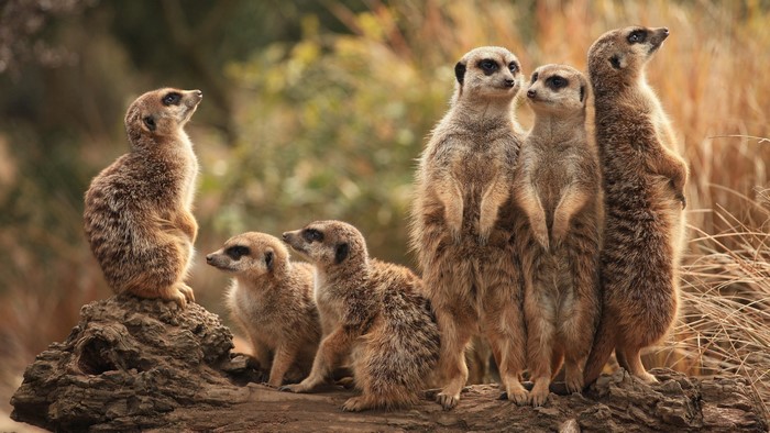 6 Meerkats on a Log