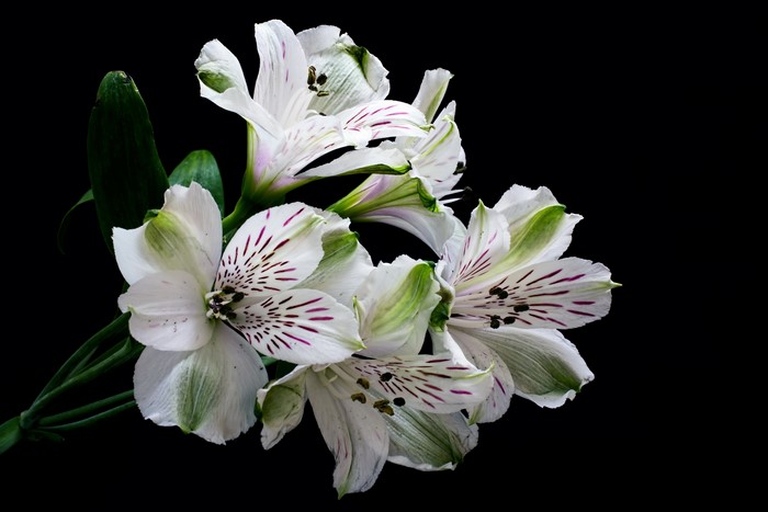 White Alstroemeria flowers with purple stripes on black background
