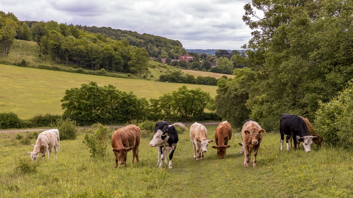 Cows grazing in Bradenham, United Kingdom grasslands