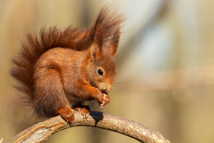 Red squirrel eating on a branch