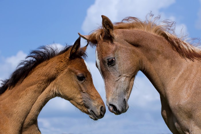 Two horses touching snouts under a blue sky
