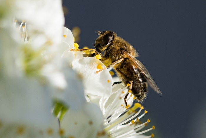 Bee on white flower