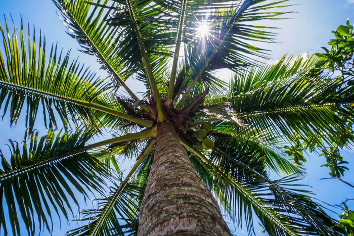 Coconut palm tree from below with sun rays
