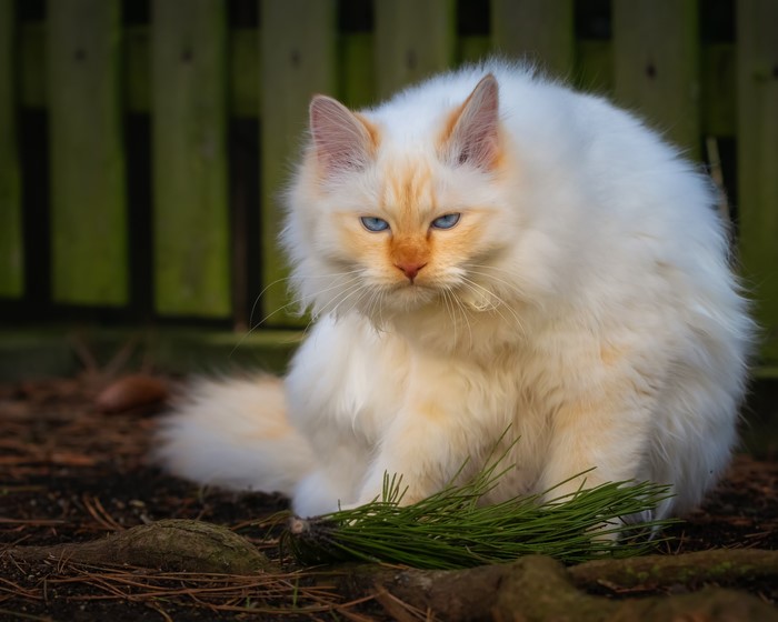 White cat with blue eyes and orange markings
