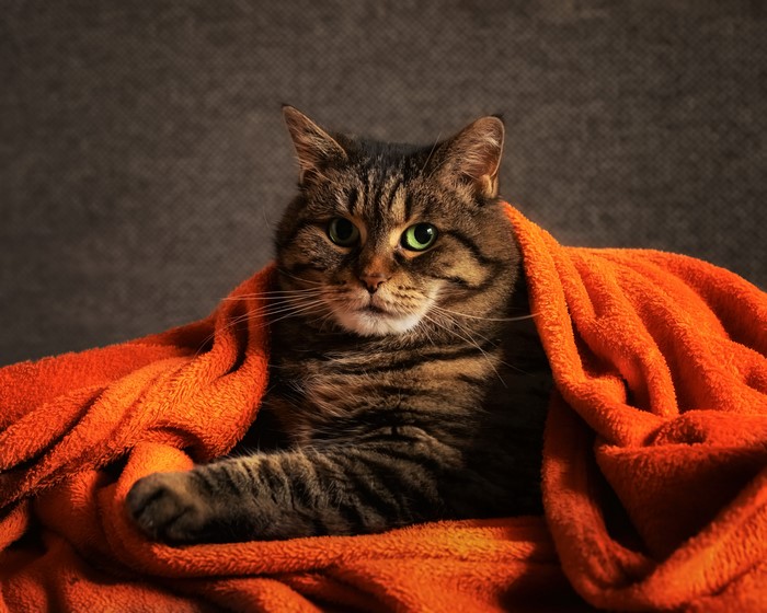 Tabby cat wrapped in an orange blanket