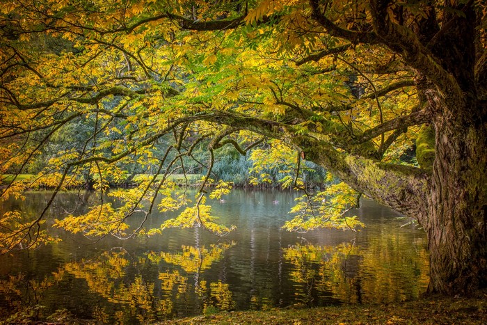 Autumn tree branches over a pond with reflections