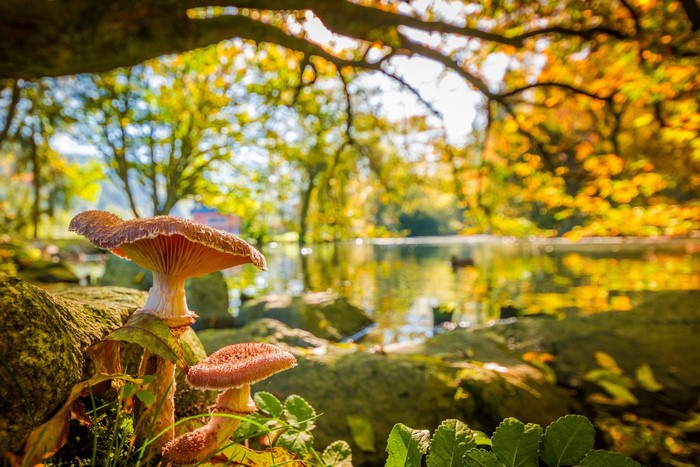 Mushrooms by a pond in autumn