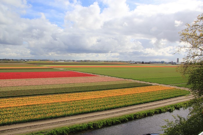 Multicolor tulip fields in the Netherlands