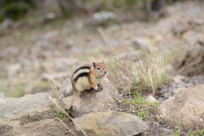 Chipmunk on rocks with grass and stones