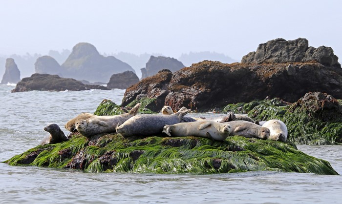 Seals resting on a mossy rock in the ocean