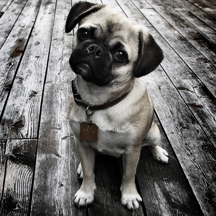 Pug sitting on wooden planks looking up