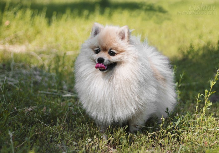 Fluffy Pomeranian dog with tongue out in grass