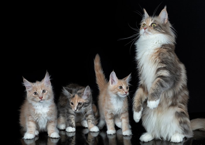 Maine Coon Cats and Kittens on Black Background
