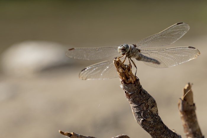 Dragonfly on a branch