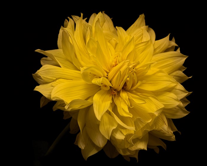 Yellow Dahlia flower on black background