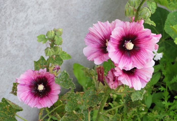 Pink Malva flowers with buds