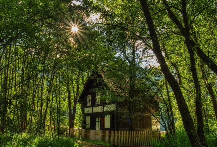 Wooden house in a sun-dappled forest with a wooden fence