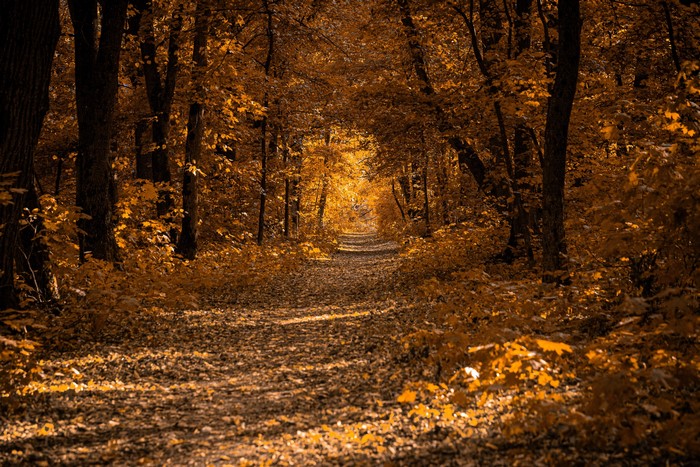 Autumn forest path with fallen leaves