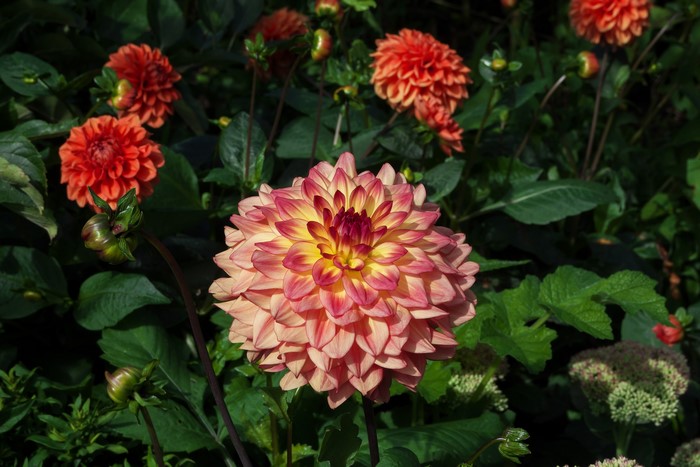 Pink and yellow dahlia flowers with buds