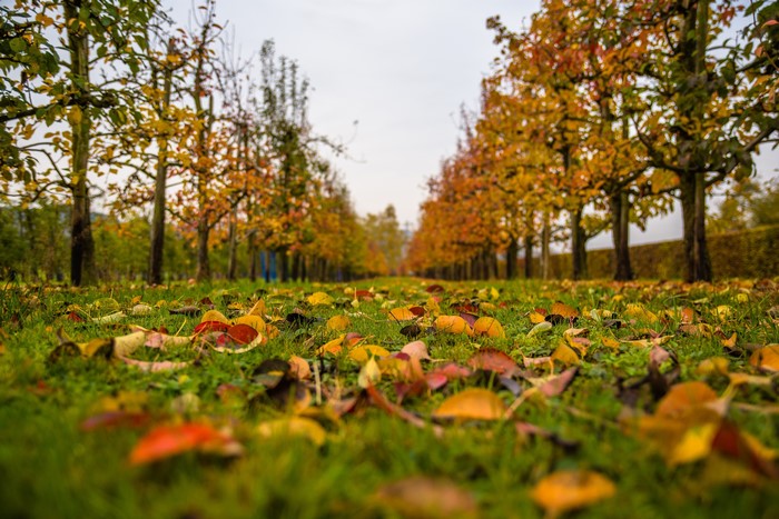Autumn leaves on grass with trees