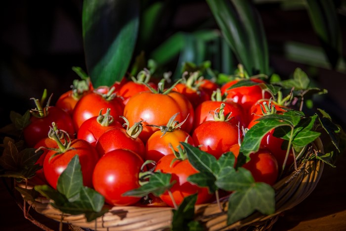 Tomatoes in a wicker basket with ivy