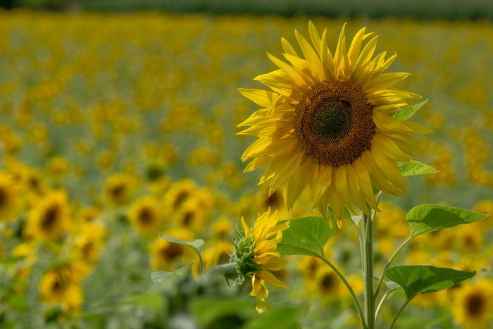 Field of Sunflowers with a Bee
