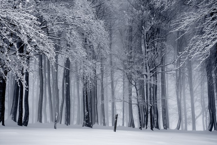 Snow-covered trees in a foggy winter forest