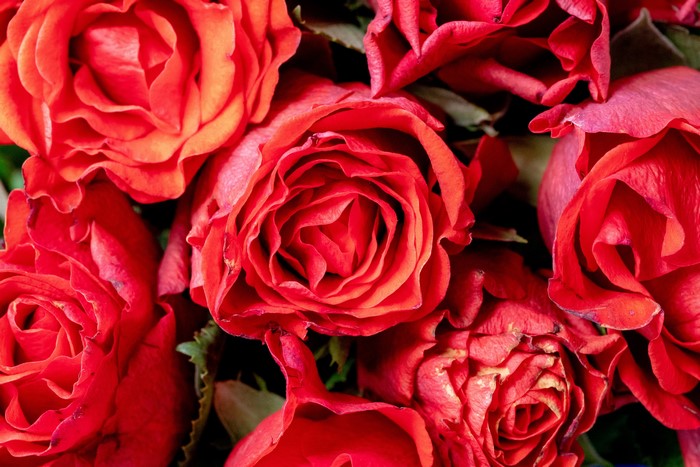 Close-up of red roses
