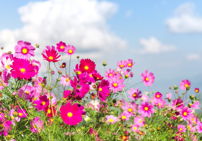 Cosmos flowers in bloom under a blue sky