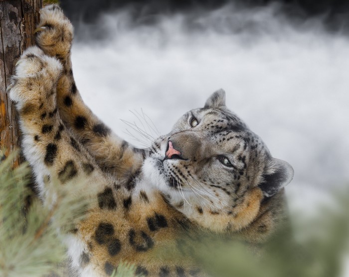 Snow Leopard Stretching on Tree Trunk