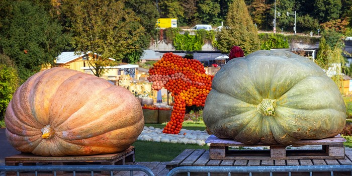 Giant pumpkins at a German autumn festival