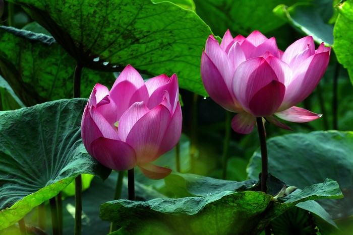 Two pink lotus flowers with green leaves