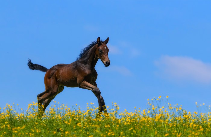 Brown foal running in a field of yellow flowers