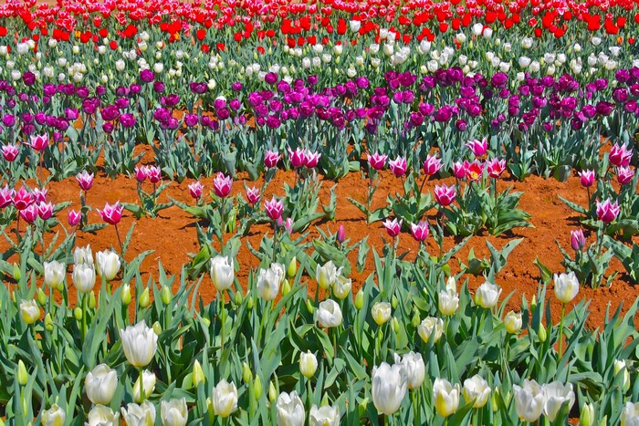 Rows of colorful tulips in a field