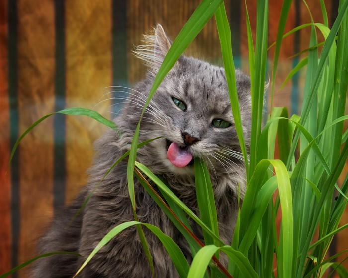 A fluffy grey cat eating grass with its tongue out