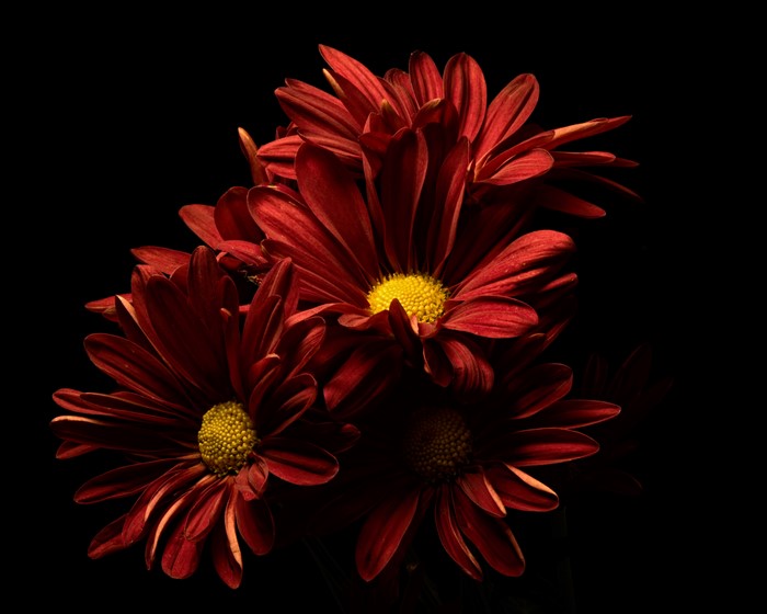 4K Wine Color Chrysanthemums on Black Background